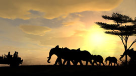 Tiere und beeindruckende Landschaften – Safaris sind ein aufregendes Abenteuer.