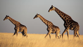 So nah an wilde Tiere wie Giraffen, Elefanten und Löwen kommt man nur auf Safari-Touren.