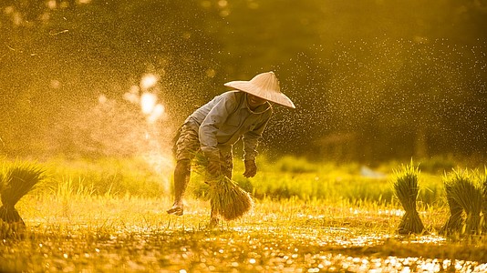 Reisfarmer nutzen die Regenzeit für den Anbau ihrer Saat © SimplyDay/shutterstock