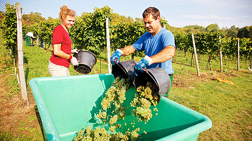 Neben spritzig-frischen Weißweinen entstehen auch vollmundige Rotweine in Kaatschen.