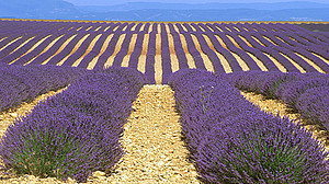 Frankreich: Provence - Lavendelfelder auf dem Plateau de Valensole © R. Gerth / DuMont Bildarchiv