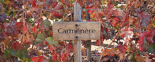 Als typisch chilenisch gilt die alte Bordeaux- Rebsorte Carménère. © Renato_Pessanha / istock.com