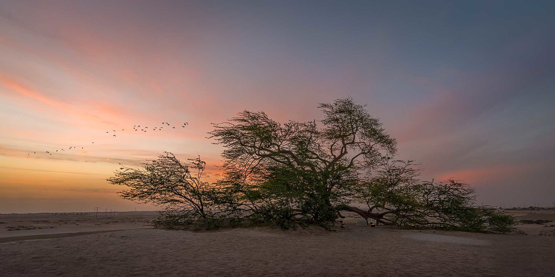Rätselhaftes Wunder der Natur: Der Schadscharat al-Haya, der "Baum des Lebens", in der Wüste Bahrains © BTEA